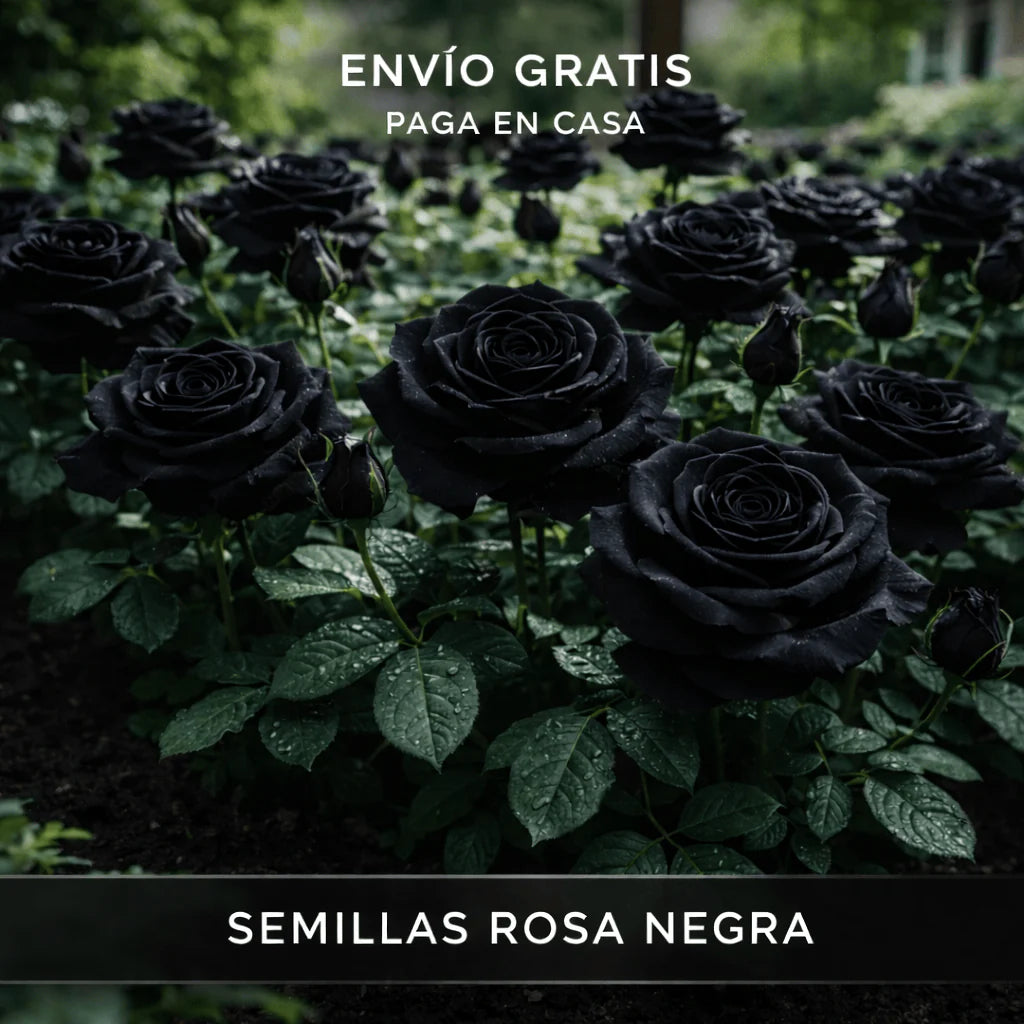 🌹🖤 Semillas de ROSA NEGRA 🔥 1 paquete – aprox.50 semillas 🌱