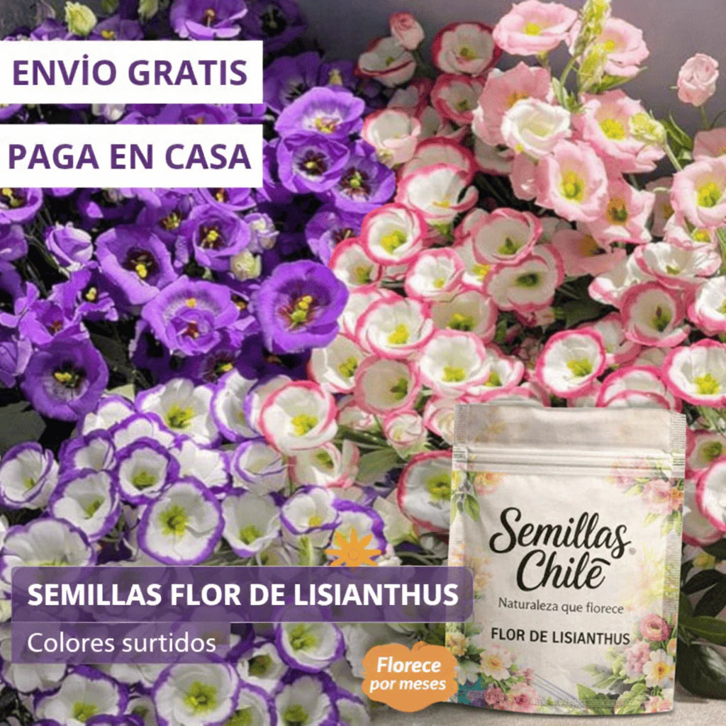 🌿Semillas Flor de LISIANTHUS 💖🔥1 paquete - 100 semillas Aprox. (5 gr.)